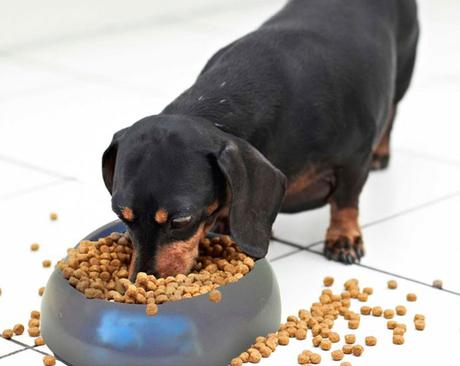 Alimentos frescos, perros sanos pienso para perros