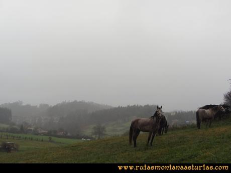 Ruta al techo de Castrillón, Prado Marqués: Caballos en el camino Ruta al techo de Castrillón, Prado Marqués: Caballos en el camino
