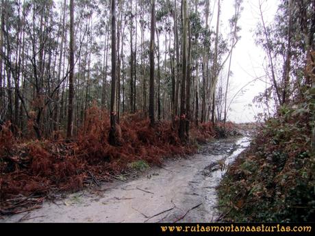 Ruta al techo de Castrillón, Prado Marqués: Camino entre eucaliptos Ruta al techo de Castrillón, Prado Marqués: Camino entre eucaliptos