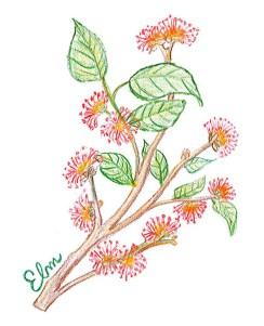 Flores de Bach: Elm (Olmo) ELM