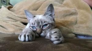 Grumpy Cat ya tiene rival y se llama Sauerkraut sauerkraut