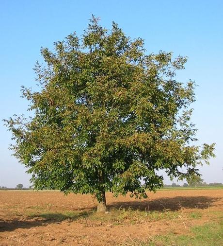 Árbol