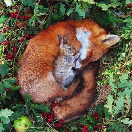 parejas de animales que duermen juntos. 