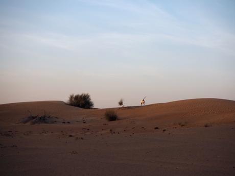 Dubai Desert OLYMPUS DIGITAL CAMERA