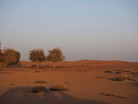 Dubai Desert OLYMPUS DIGITAL CAMERA