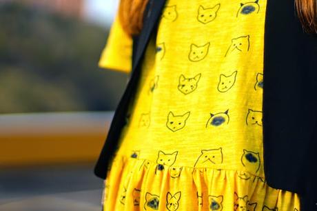 Kitties everywhere Kitties everywhere