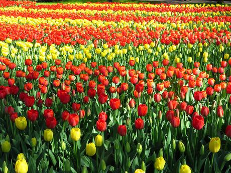 explanada de tulipanes en primavera de Amsterdam