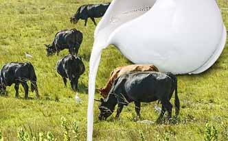 Alimentos con calcio que cuidan los huesos Alimentos con calcio que cuidan los huesos