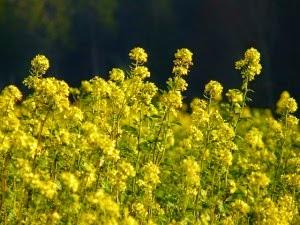 Aceite de Onagra: qué es, usos y  propiedades.