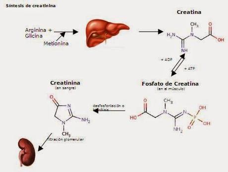 Formulaciones de Creatina Formulaciones de Creatina