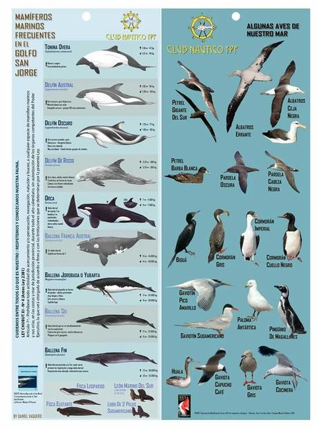 Fauna marina argentina [Infografía].