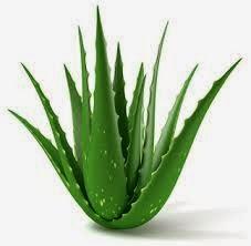 Aloe