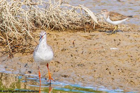 EL DELTA DEL EBRO Y LOS ARCHIBEBES,