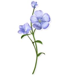 Tratamiento Sin Aclarado a las Fibras de Lino de KLORANE. Lino