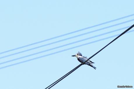 Martin Pescador en laguna de Monte (verano 2015) Martin Pescador en laguna de Monte (verano 2015)