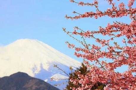 Arbol de Cerezo (Sakura) y al fondo el icónico Monte Fuji Monte Fuji Japon