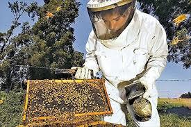 PAUTAS PARA ABRIR UNA COLMENA - GUIDELINES FOR OPENING A HIVE