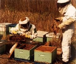 PAUTAS PARA ABRIR UNA COLMENA - GUIDELINES FOR OPENING A HIVE