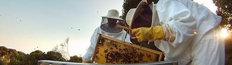 PAUTAS PARA ABRIR UNA COLMENA - GUIDELINES FOR OPENING A HIVE