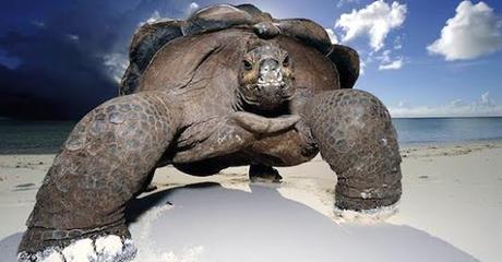 Vuelven a nacer tortugas en Galápagos, un siglo después