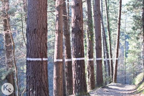 Oma Forest. Bizkaia (Spain)