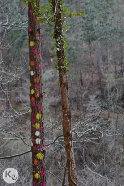 Oma Forest. Bizkaia (Spain)