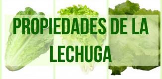 Propiedades y maravillas de le lechuga Propiedades y maravillas de le lechuga