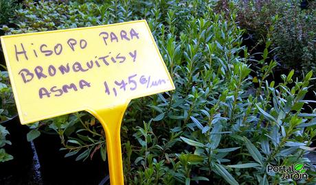 Plantas aromáticas