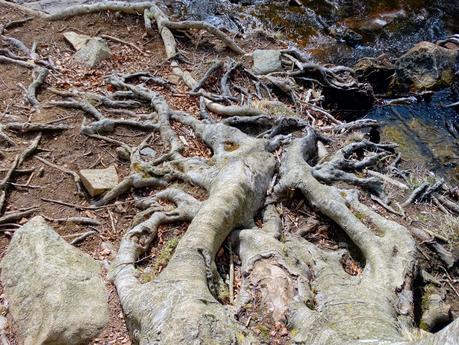 Santa Fe del Montseny