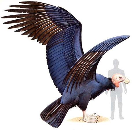 Argentavis magnificens, una de las mayores aves voladoras prehistóricas de la que se tiene conocimiento. Argentavis magnificens, una de las mayores aves voladoras prehistóricas de la que se tiene conocimiento.