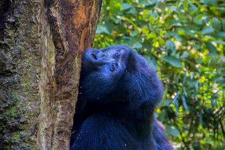 Tropezando entre gorilas Tropezando entre gorilas