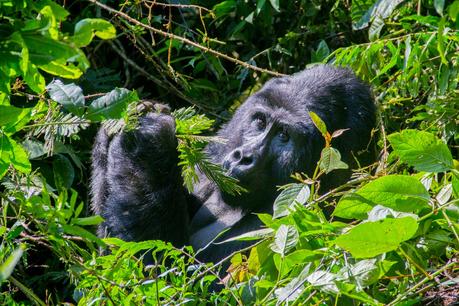 Tropezando entre gorilas Tropezando entre gorilas