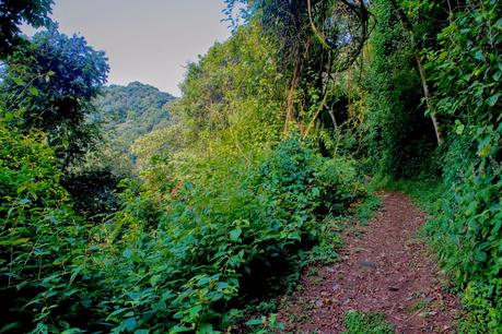 Tropezando entre gorilas Tropezando entre gorilas