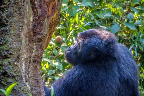 Tropezando entre gorilas Tropezando entre gorilas