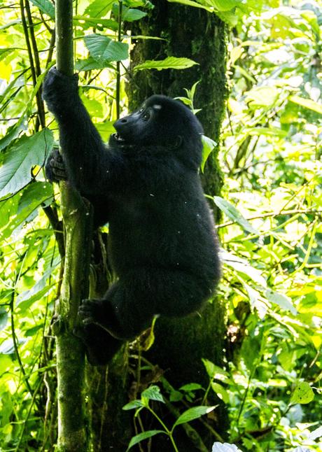 Tropezando entre gorilas Tropezando entre gorilas