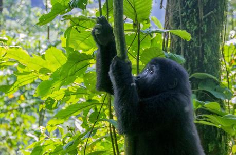 Tropezando entre gorilas Tropezando entre gorilas