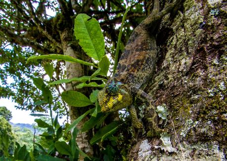 Tropezando entre gorilas Tropezando entre gorilas