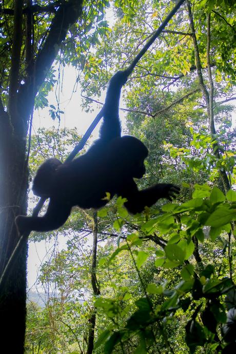 Tropezando entre gorilas Tropezando entre gorilas