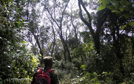 Tropezando entre gorilas Tropezando entre gorilas