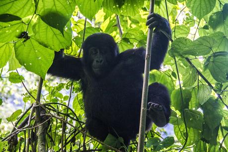 Tropezando entre gorilas Tropezando entre gorilas
