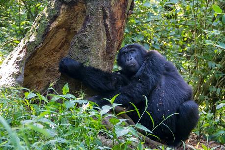 Tropezando entre gorilas Tropezando entre gorilas