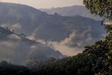 Tropezando entre gorilas Tropezando entre gorilas