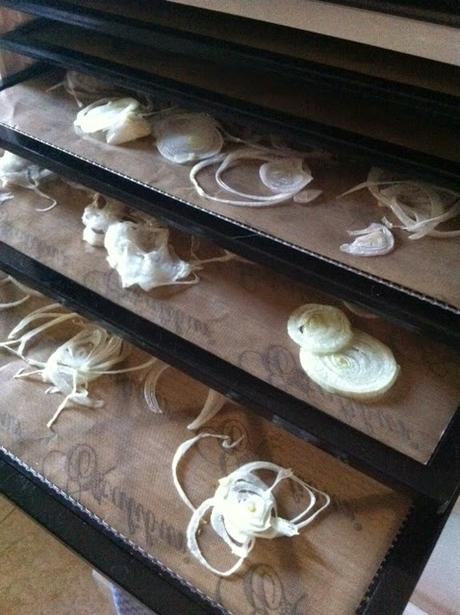 DESHIDRATANDO CEBOLLA DESHIDRATANDO CEBOLLA