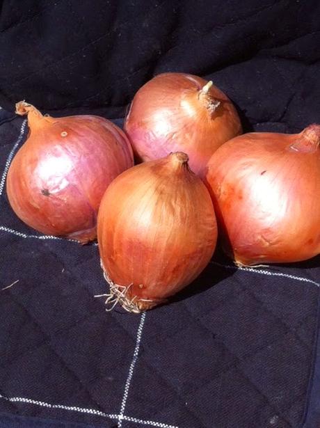 DESHIDRATANDO CEBOLLA DESHIDRATANDO CEBOLLA