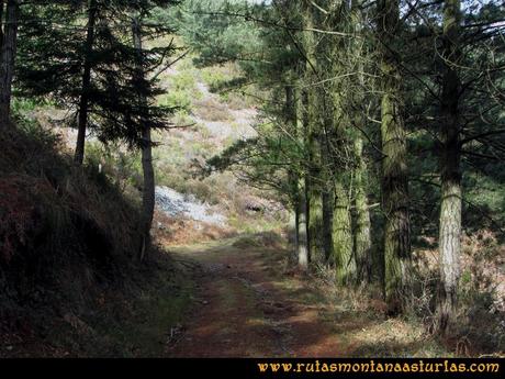 Ruta Alto Aristebano, Estoupo, Capiella Martín: Pista en el pinar