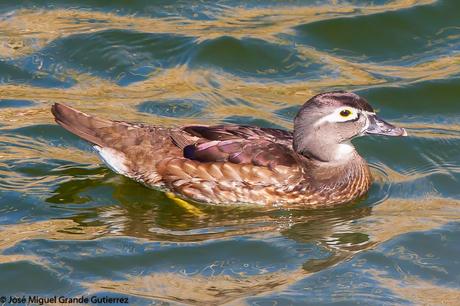 BIRDS OF  SPAIN-AVES  ESPAÑA