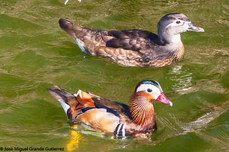 BIRDS OF  SPAIN-AVES  ESPAÑA