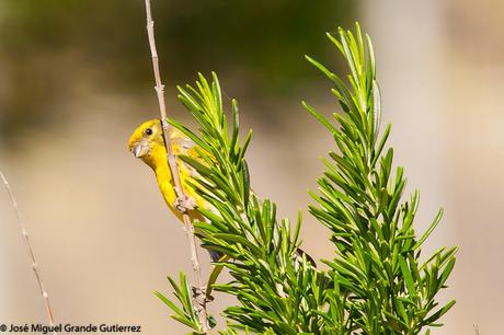 BIRDS OF  SPAIN-AVES  ESPAÑA