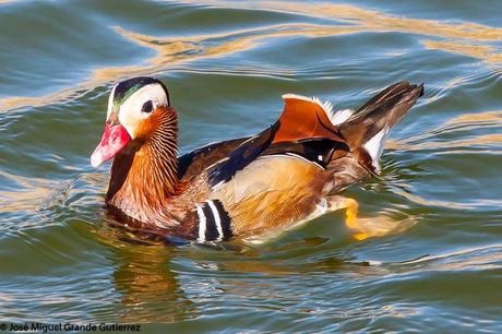 BIRDS OF  SPAIN-AVES  ESPAÑA