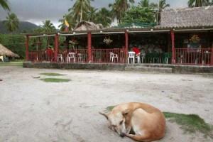 Viajar con tu perro en furgoneta